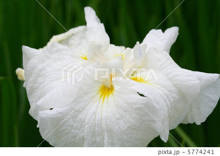 白地に紫色の筋が入る花菖蒲・水玉星 5774241