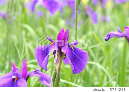 赤紫の直立内花被が目立っている花菖蒲・長井古紫 赤紫の直立内花被が目立っている花菖蒲・長井古紫 5774243
