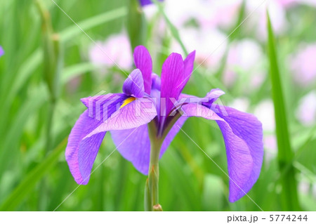 赤紫の直立内花被が目立っている花菖蒲・長井古紫 5774244