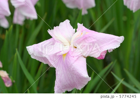 花被が縮緬状の花菖蒲・綴錦 5774245