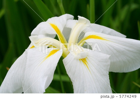 白地の花被に黄色のアイが美しい花菖蒲・桃山 5774249