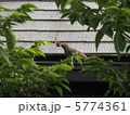 鳥が虫を食べているシーン　8月 5774361