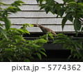 鳥が虫を食べているシーン　8月 5774362