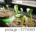 ヒマワリの発芽　4月 5774363