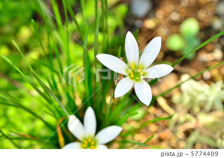 タマスダレ 5774409