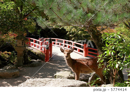 厳島神社 5774414