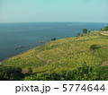 千枚田 5774644