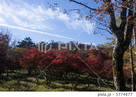 大台ケ原の紅葉 5774677