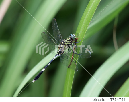 リュウキュウベニイトトンボを捕食するハラボソトンボ 5774741