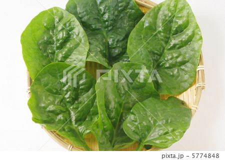 ツルムラサキ 5774848