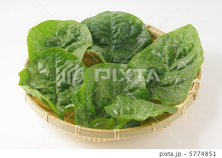 ツルムラサキ 5774851