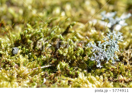 コケ コケ 5774911