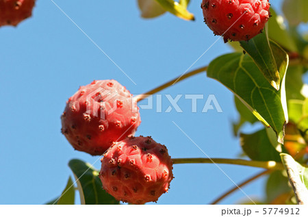 ヤマボウシ ヤマボウシ 5774912