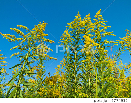 セイタカアワダチソウ 5774952