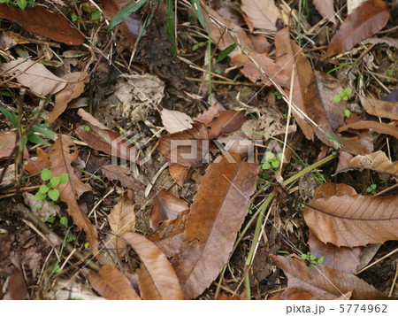 クロコノマチョウ 擬態 クロコノマチョウ 擬態 5774962