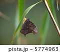クロコノマチョウ　羽化 5774963
