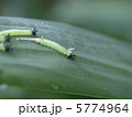 クロコノマチョウ　幼虫 5774964