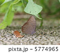 クロコノマチョウ　成虫 5774965