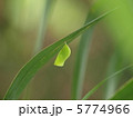 クロコノマチョウ　サナギ 5774966