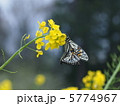 アゲハの交尾 5774967
