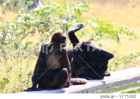 なかよしクモザル 5775382