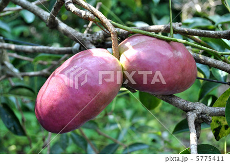 むべの実 5775411