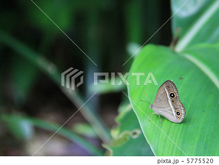 リュウキュウヒメジャノメ リュウキュウヒメジャノメ 5775520