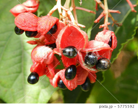 ごんずい(権萃)の実と種 ごんずい(権萃)の実と種 5775592