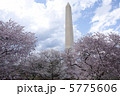 ワシントンDCの桜 5775606
