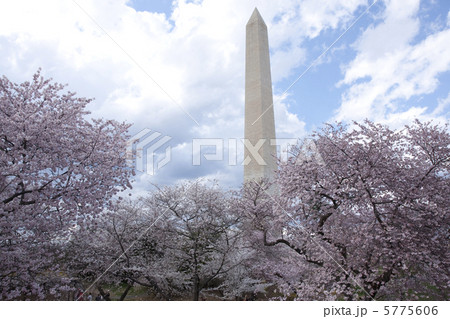 ワシントンDCの桜 5775606