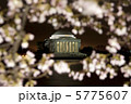 ワシントンDCの桜 5775607