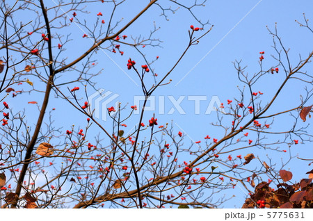 アメリカハナミズキの実 アメリカハナミズキの実 5775631