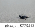 ウミガメの赤ちゃん 5775842