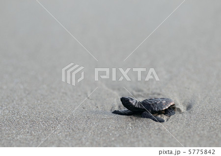 ウミガメの赤ちゃん ウミガメの赤ちゃん 5775842