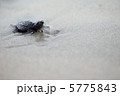 ウミガメの赤ちゃん #2 5775843