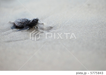 ウミガメの赤ちゃん #2 ウミガメの赤ちゃん #2 5775843