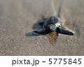 ウミガメの赤ちゃん #4 5775845