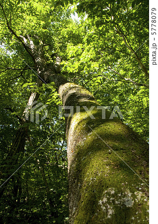 大木見上げ 大木見上げ 5778079