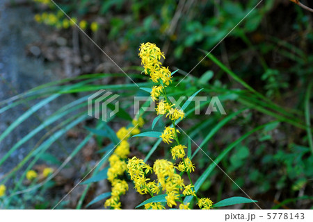 アキノキリンソウ 5778143