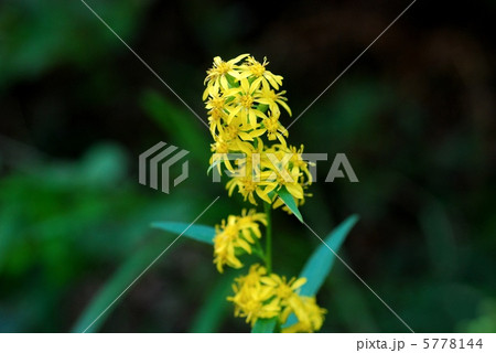 アキノキリンソウ 5778144