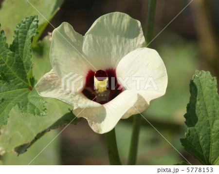 オクラの花 5778153
