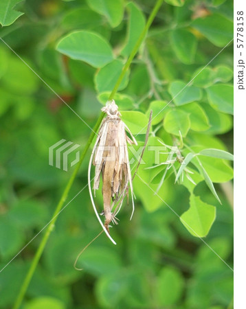 ミノムシ 5778158