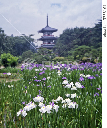 輪王寺のアヤメ 5778161