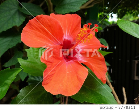 ハイビスカス 5778311
