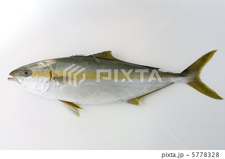 ヒラマサ(平政) ヒラマサ(平政) 5778328