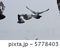 羽ばたくハト 5778403