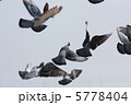 羽ばたくハト #2 5778404