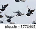 羽ばたくハト #3 5778405