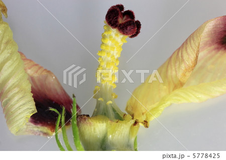 オクラの花の構造の写真素材