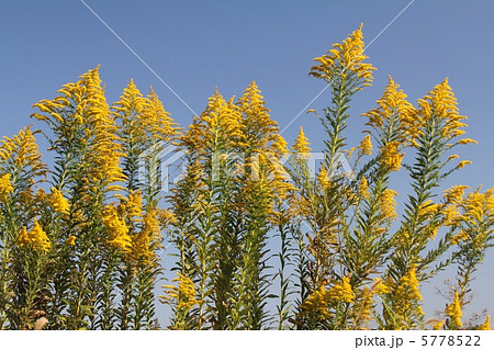 背高泡立ち草　 5778522